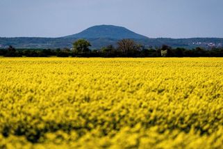 Čeští zemědělci sklidí méně obilí i řepky, viníkem je extrémní počasí - Novinky